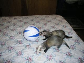 VirgilioYTimoteoConBalon.jpg VirgilioYTimoteoConBalon.jpg