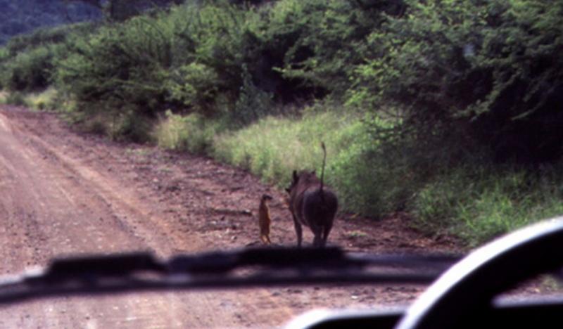 WarthogMeerkat.jpg WarthogMeerkat.jpg