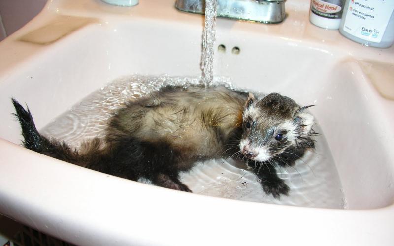 VirgilioBath.jpg VirgilioBath.jpg