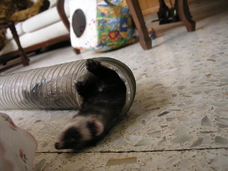 VirgilioUpsidedown.jpg VirgilioUpsidedown.jpg