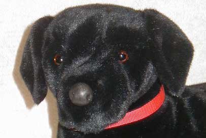 blacklabface.jpg blacklabface.jpg