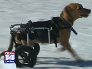 doggie_wheelchair2.jpg