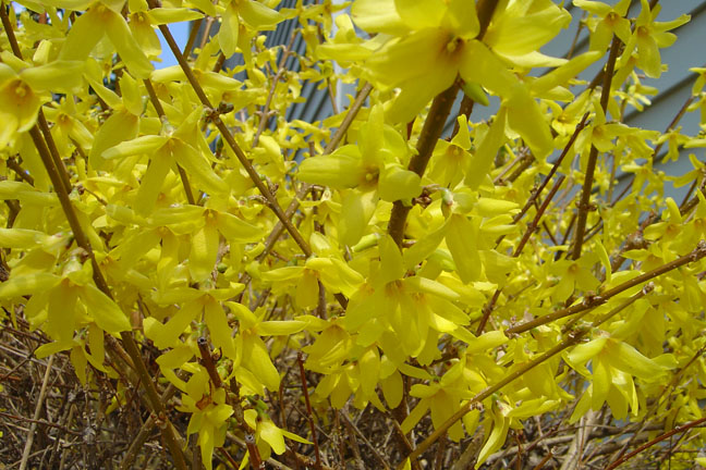 forsth.jpg forsth.jpg