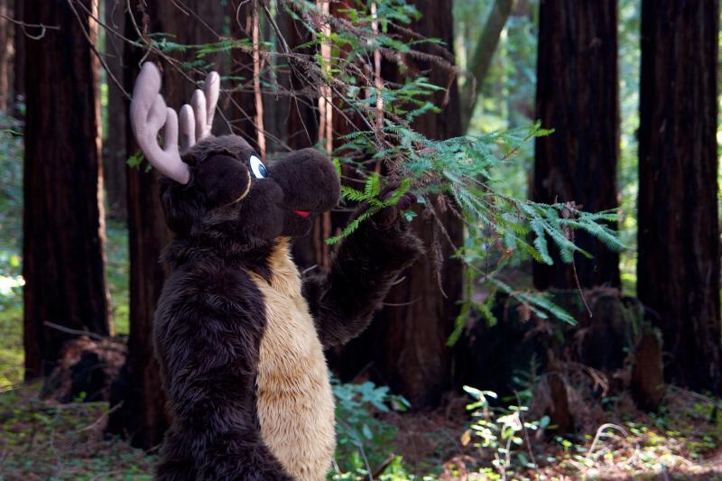 Moose in the Redwoods Unedited 1.jpg