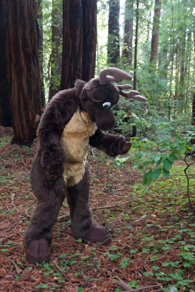 Moose in the Redwoods Unedited 10.jpg