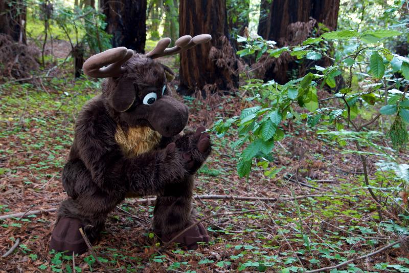 Moose in the Redwoods Unedited 11.jpg