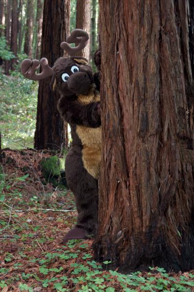 Moose in the Redwoods Unedited 12.jpg Moose in the Redwoods Unedited 12.jpg