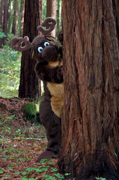 Moose in the Redwoods Unedited 13.jpg