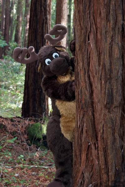 Moose in the Redwoods Unedited 14.jpg