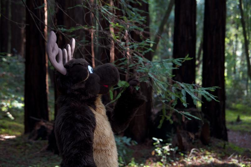 Moose in the Redwoods Unedited 2.jpg