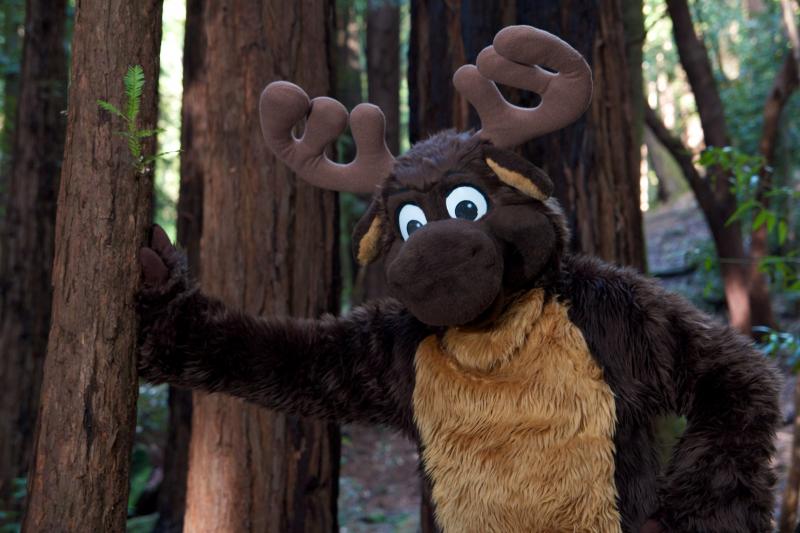 Moose in the Redwoods Unedited 26.jpg