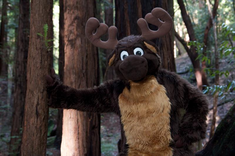 Moose in the Redwoods Unedited 29.jpg