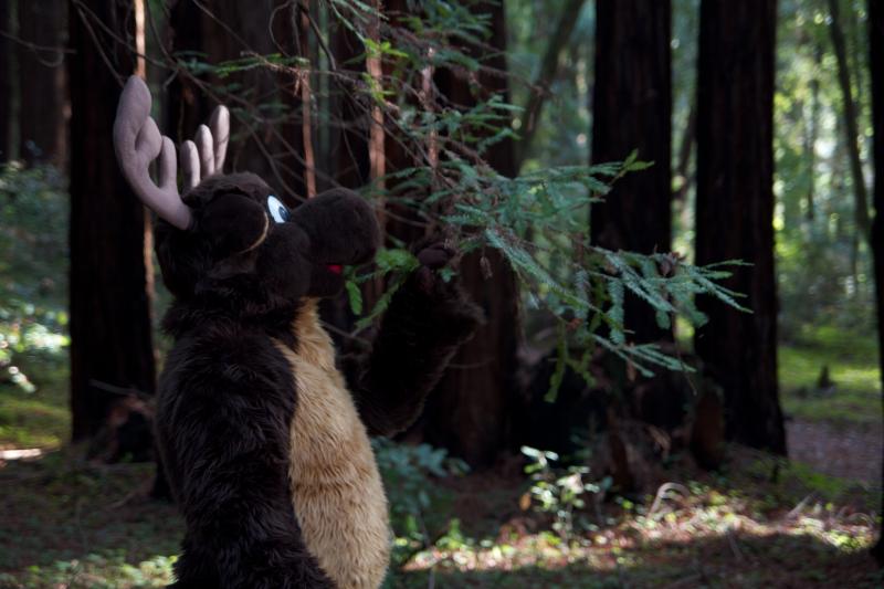 Moose in the Redwoods Unedited 3.jpg