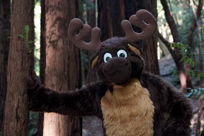 Moose in the Redwoods Unedited 30.jpg Moose in the Redwoods Unedited 30.jpg