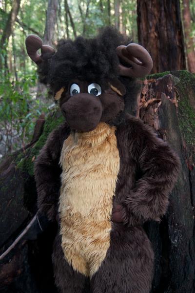 Moose in the Redwoods Unedited 37.jpg