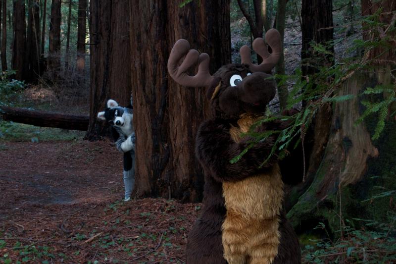 Moose in the Redwoods Unedited 51.jpg