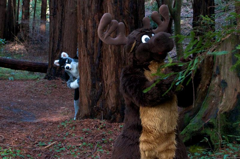 Moose in the Redwoods Unedited 52.jpg