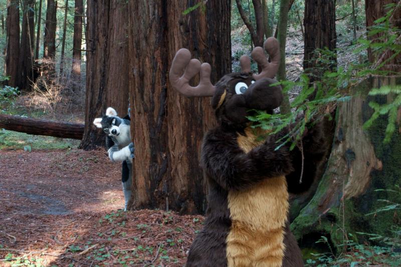 Moose in the Redwoods Unedited 53.jpg