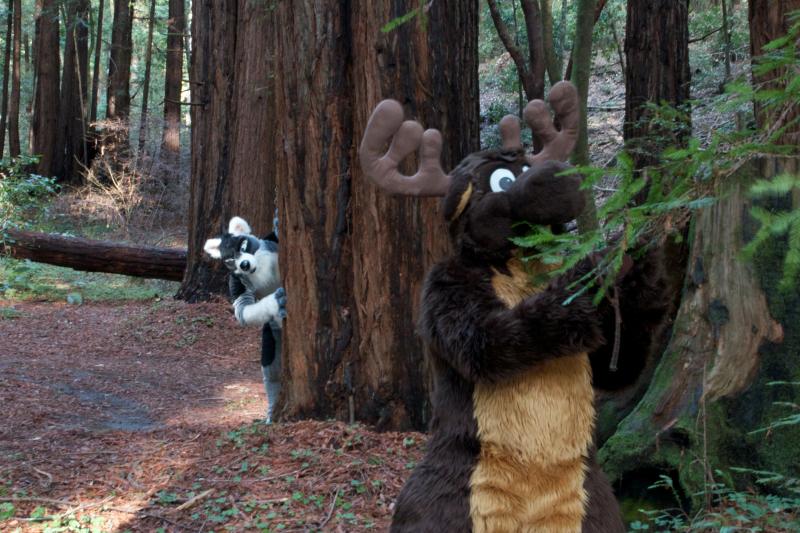 Moose in the Redwoods Unedited 54.jpg