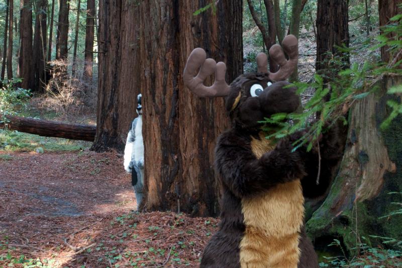 Moose in the Redwoods Unedited 55.jpg