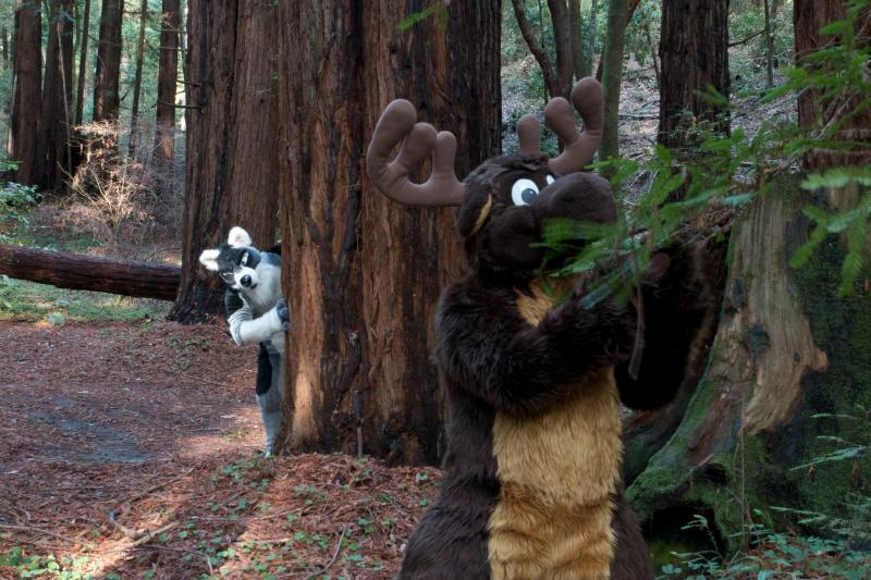 Moose in the Redwoods Unedited 56.jpg Moose in the Redwoods Unedited 56.jpg