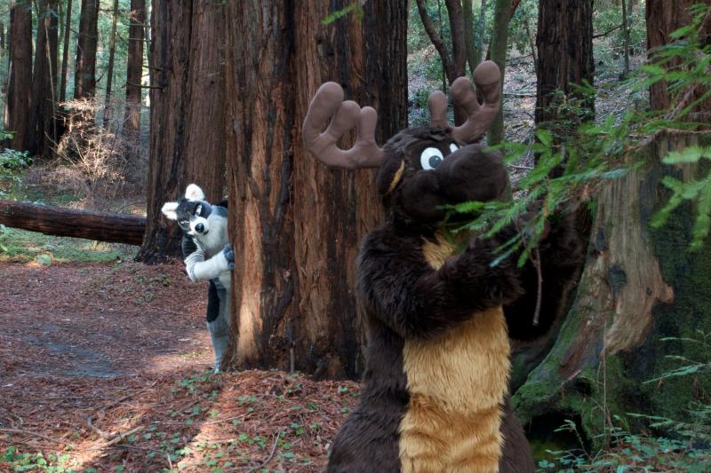 Moose in the Redwoods Unedited 57.jpg