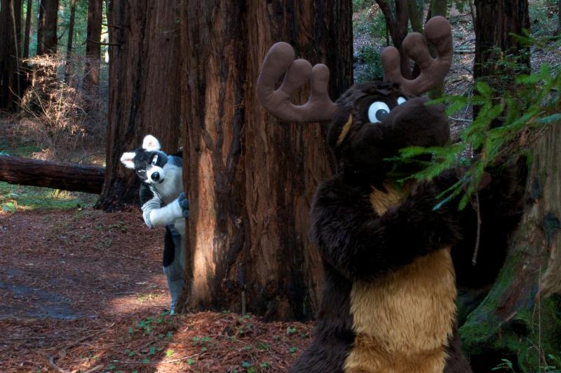 Moose in the Redwoods Unedited 58.jpg