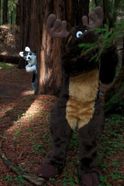 Moose in the Redwoods Unedited 60.jpg