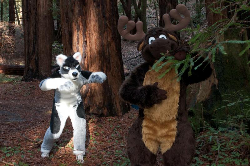 Moose in the Redwoods Unedited 61.jpg