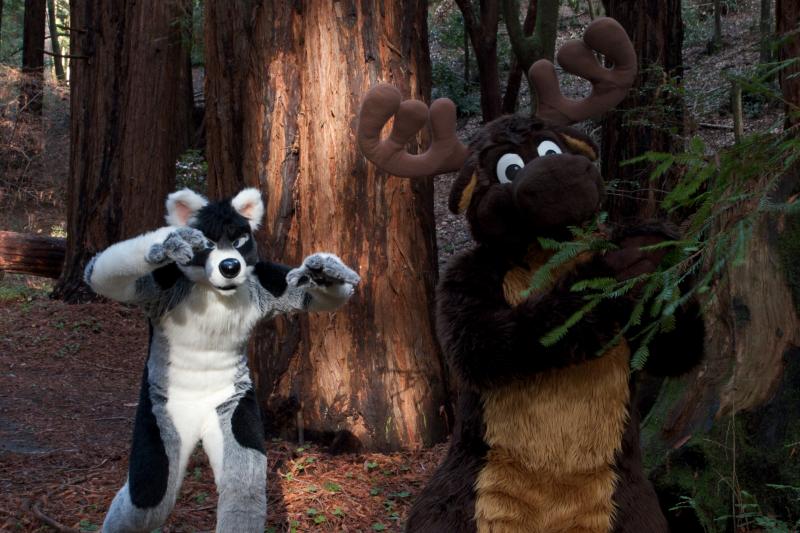 Moose in the Redwoods Unedited 63.jpg