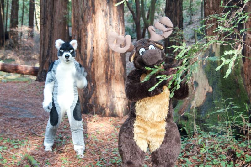 Moose in the Redwoods Unedited 65.jpg