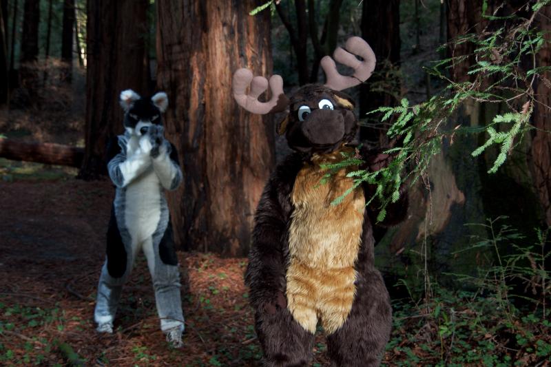 Moose in the Redwoods Unedited 66.jpg