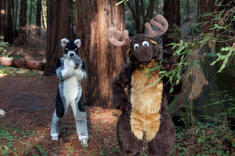 Moose in the Redwoods Unedited 67.jpg