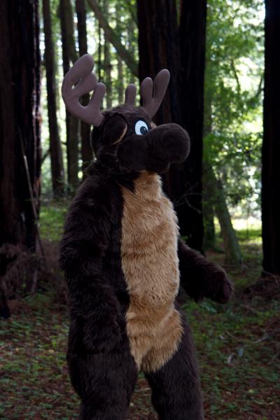 Moose in the Redwoods Unedited 7.jpg