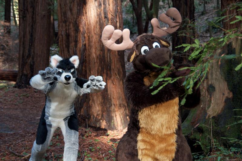 Moose in the Redwoods Unedited 72.jpg