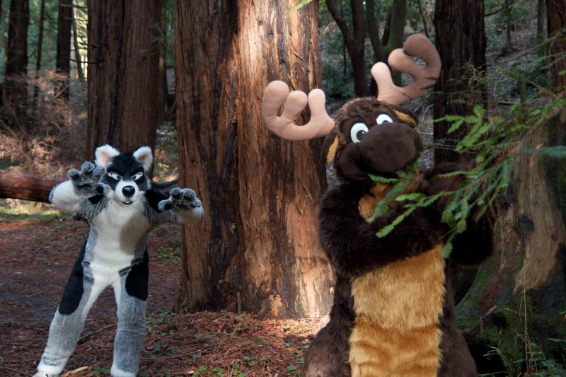 Moose in the Redwoods Unedited 74.jpg