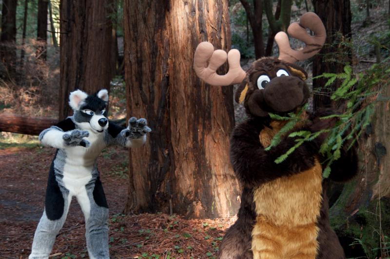 Moose in the Redwoods Unedited 75.jpg