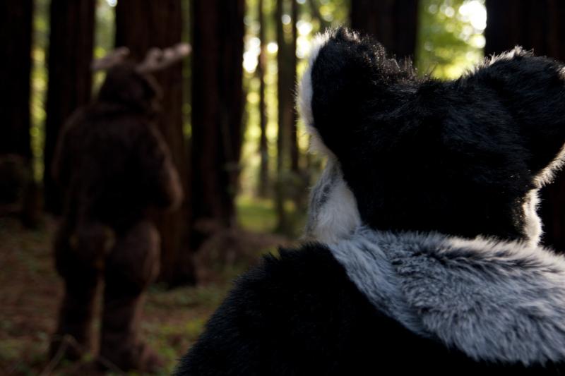 Moose in the Redwoods Unedited 77.jpg