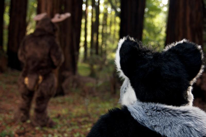 Moose in the Redwoods Unedited 78.jpg