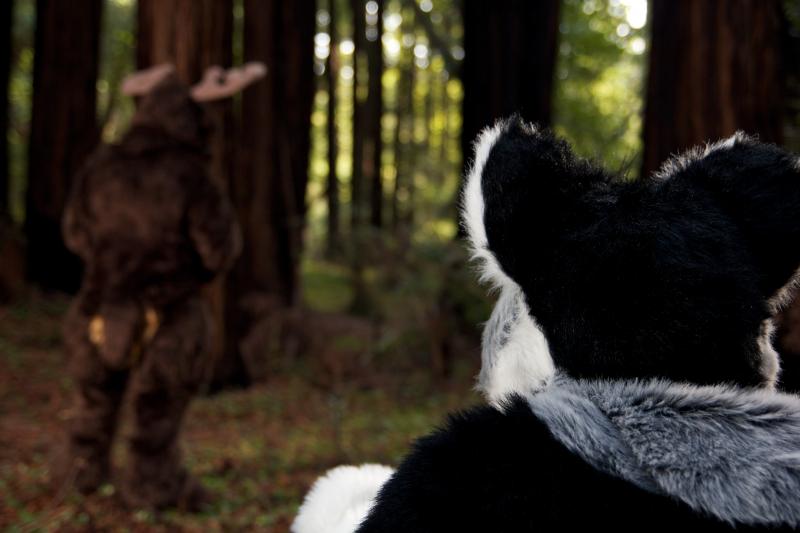 Moose in the Redwoods Unedited 79.jpg