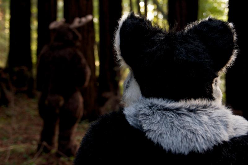 Moose in the Redwoods Unedited 80.jpg