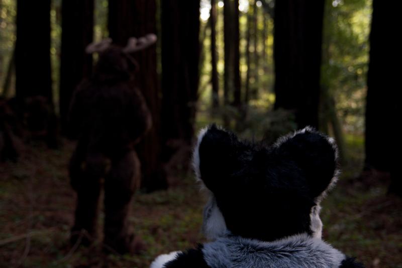 Moose in the Redwoods Unedited 81.jpg