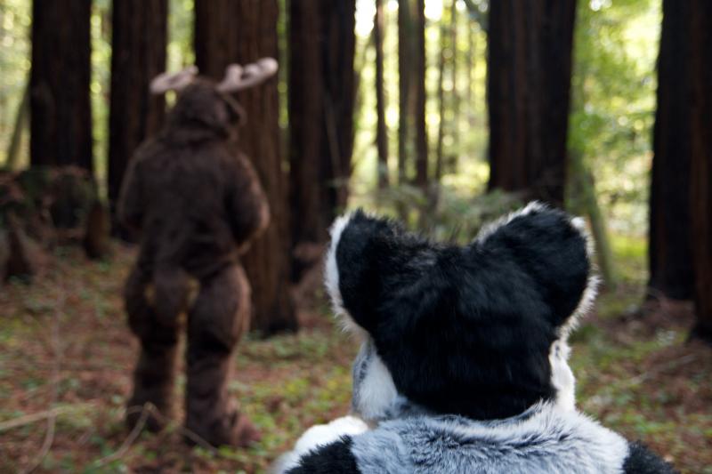 Moose in the Redwoods Unedited 83.jpg