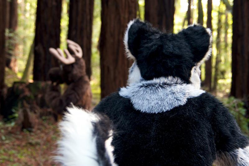 Moose in the Redwoods Unedited 85.jpg