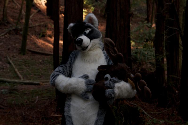 Moose in the Redwoods Unedited 87.jpg