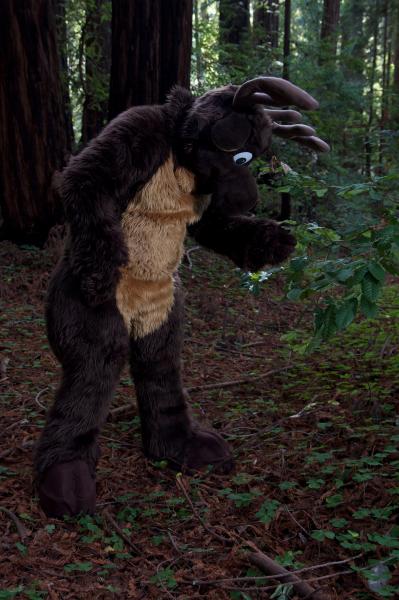 Moose in the Redwoods Unedited 9.jpg