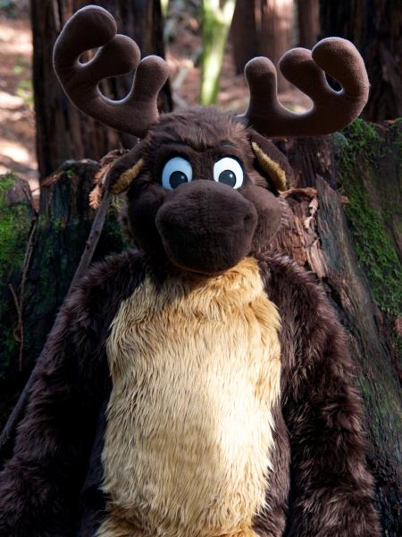 Moose in the Redwoods 2.jpg