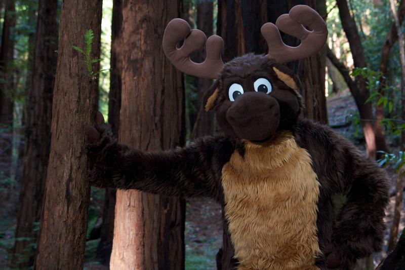 Moose in the Redwoods 4.jpg
