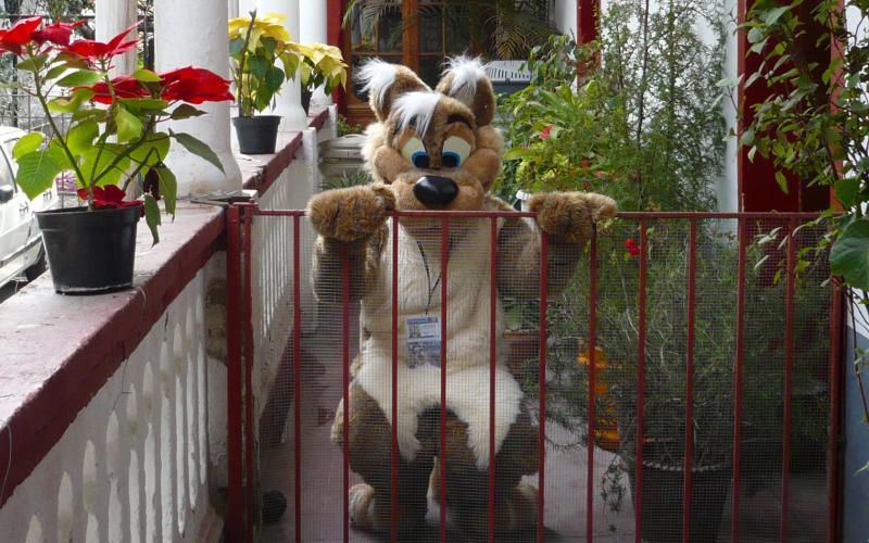 Fenced.jpg Fenced.jpg