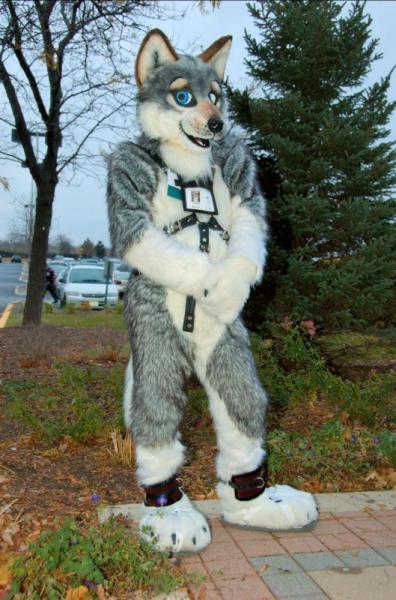 terkwolf.jpg terkwolf.jpg